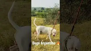 Rs5000 OFF🔥 Cheapest Dog Market in Delhi | Power of Dogo Argentino 🔥 Argentino Puppy&rsquo;s Available
