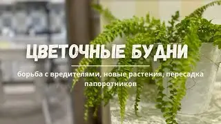 ЦВЕТОЧНЫЕ БУДНИ N1. 🪴Борьба с вредителями, пересадка папоротников и новые растения.