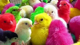 let's catch a colorful chicken and colorful chicken sound🐥🐣🐥