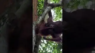 Orang Utan mom teaches her cub to be independent 🐵 #wildlife #asia #ape #monkey #jungle