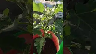 brinjal all plant healthy winter.. #bagicha #garden #garden #gardeningtips