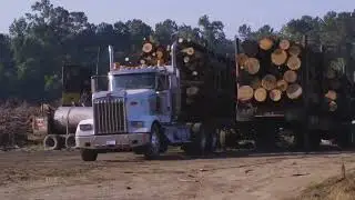 Swamp Loggers 