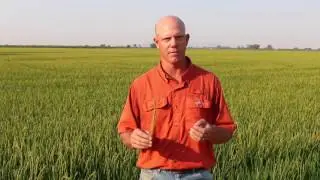 Heading Rice and High Heat