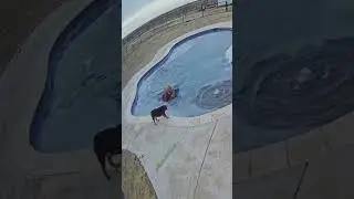Woman Jumps in Frozen Pool to Save Her Puppy