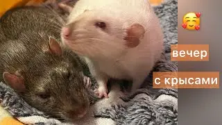Вечер с крысами. #rats #крысы #cute 