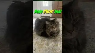 International Cat Day!