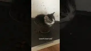 Cats getting smaller 🤏