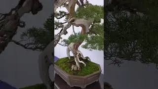 🌳#BONSAI　17-1 #Organizing #Committee #Promotion #Award #SHIN-PAKU(#Cypress #Ibuki)  #Ueno #Festival
