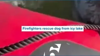 Firefighters rescue dog from icy lake