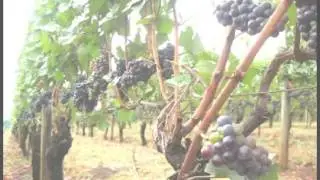 wine tasting tour portland oregon