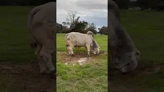 Cow Love 451 #cow #shorts #cowvideos #aicow