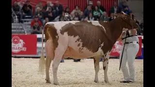 Toronto Royal Agricultural Winter Fair 2023 - Holstein Championship- R&W Intermediate. Fame