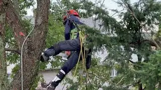Tree Man ~ A Short Film by Rob Cyr ~ Music by The Fake Babies