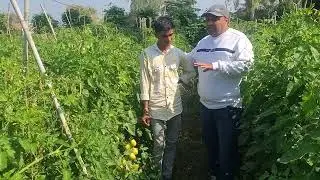 टमाटर की फसल में कमाल का रिज़ल्ट। ट्रीटमेंट बाय भूमि एग्रो एजेंसी बड़वानी 9713111490