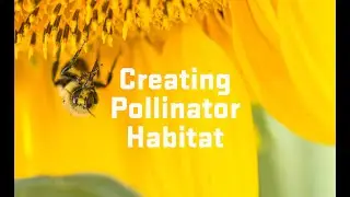 Creating Pollinator Habitat: 10 Principles