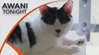 AWANI Tonight: Tackling rising costs in pet services