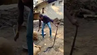 Cobra rescued #reptiles #rescue