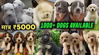 Cheapest Dog Puppies Market in Delhi Ncr 2025 | Poodle, Husky, Pitbull, Labrador, Shitzu dog, pug