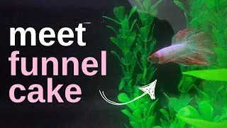 meet funnel cake | i somehow have a betta fish now (storytime)