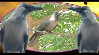 Crow Sound Crow Ki Awaz | Kaka Sound Crow Sound Loudly | Kauwa Ki Awaz | Kauwa Sound Kauwa Video |