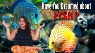 Top Dream Interpretation of Fish - What does fish dreams mean