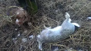 (18+) ОХОТА НА ЗАЙЦА, не упущеный шанс (декабрь) 2016.......Hunting 2016 for fur-bearing animals...