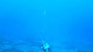 Water wolf cam Elba Dentice traina con il vivo
