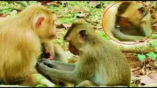 Big Monkey Loni Get milk from Rose monkey , Baby Rex monkey seriously crying