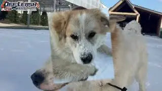 Benny | 8 month old Great Pyranese | 2 Week Board and Train | Akron/Canton Dog Training