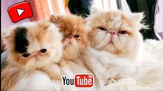 Beautiful Peke Calico Exotic Long Hair Female In Pakistan From CFA Bloodline | Sidra Pet Guidelines
