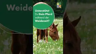 Billy's Weidekr&auml;uter - weidebedingte St&ouml;rungen vermeiden 🌿🐴