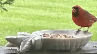 Birds around our home in Northeast TN.