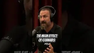 Andrew Huberman View On Weed 🍃  #joerogan #podcast #jre #story #andrewhuberman #hubermanlab
