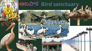 కొల్లేరు ..pelican paradise ..పెద్దింట్లమ్మ  