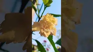 flower lovers 💐#flowers #flowerphotography #naturephotography #nature #gaming #viralshort #like #ig