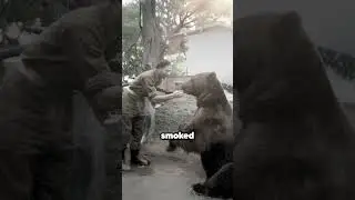 The Bear That Fought The Nazis 😲