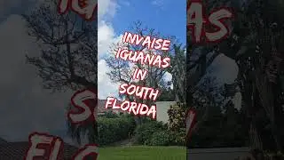 Invasive Iguanas Kill trees in Florida