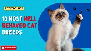10 Most Well-Behaved Cat Breeds