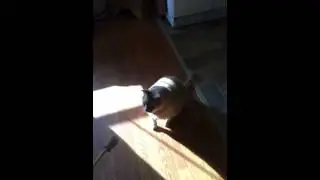 Hypnotized cat