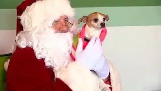 Local families adopt new dogs in 'Helping Paws' adoption event