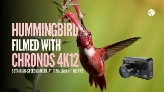 Hummingbird filmed on Chronos 4K12 Beta 📷 | #chronoscameras