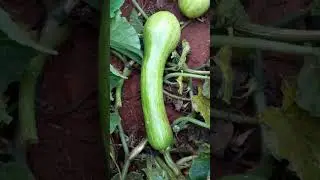 ABOBORA MAIS VELHA ATODO VAPOR # ESCREVA .SE🌱🙏