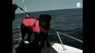 Roz Rolland's Dog Knows How to Find a Whale