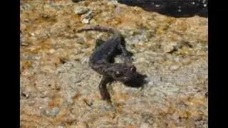 Mount Lyell Salamander