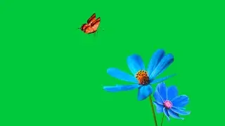 Flower moving green screen effect | green screen flower | butterfly flying green screen