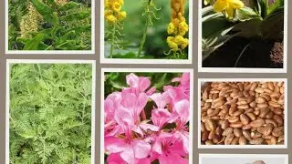 20 AFRICAN HERBS YOU NEVER KNEW EXIST AND THEIR TREATMENT FUNCTIONS