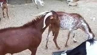 Goats 🐐 Funny Video | Goats Lovely Funny Video #Goets #funny