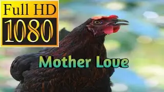 Brave Hen's Mother love and Save Her Baby Chickens.