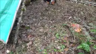 Squirrel Camp in the Rain pt 2 Hawk Vittles