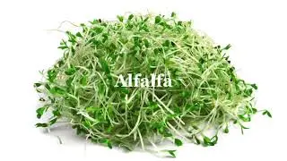 Brain Boosting Herbs